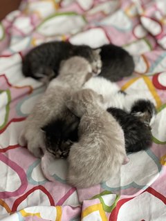 Kittens (4)  - Domestic Medium Hair Cat