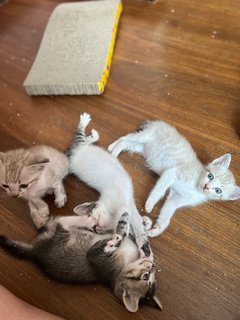 Kittens (4)  - Domestic Medium Hair Cat