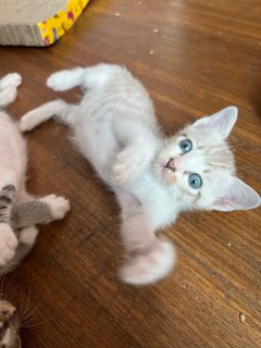 Kittens (4)  - Domestic Medium Hair Cat