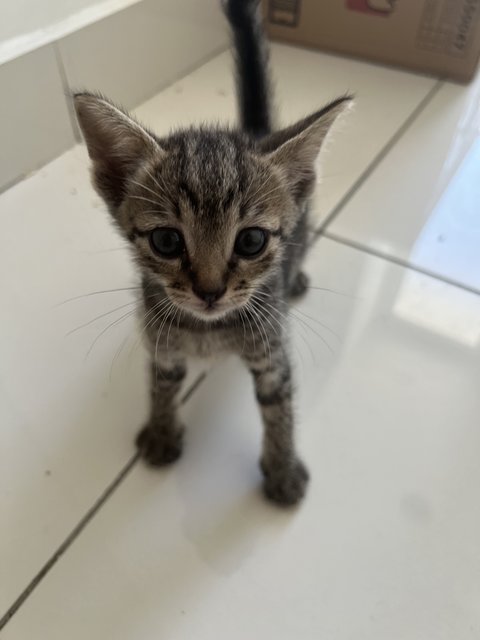 Oscar - Tabby + Domestic Medium Hair Cat