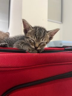 Oscar - Tabby + Domestic Medium Hair Cat