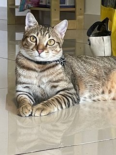 Kaf - Domestic Short Hair Cat