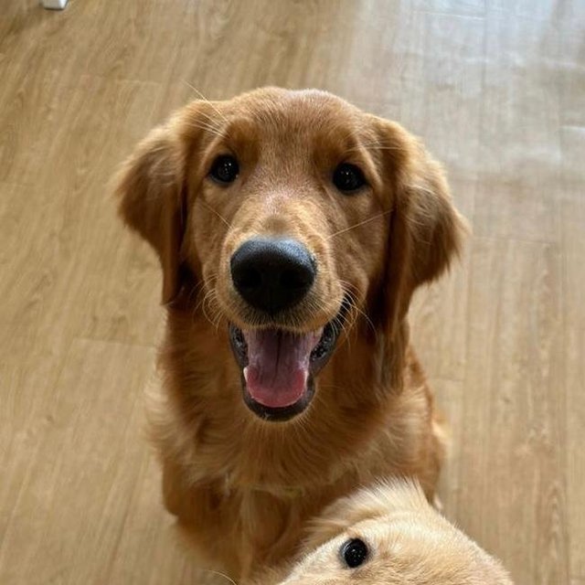 Nugget - Golden Retriever Dog