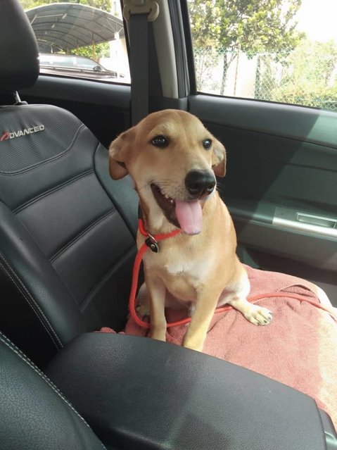 Calvin - Labrador Retriever Mix Dog