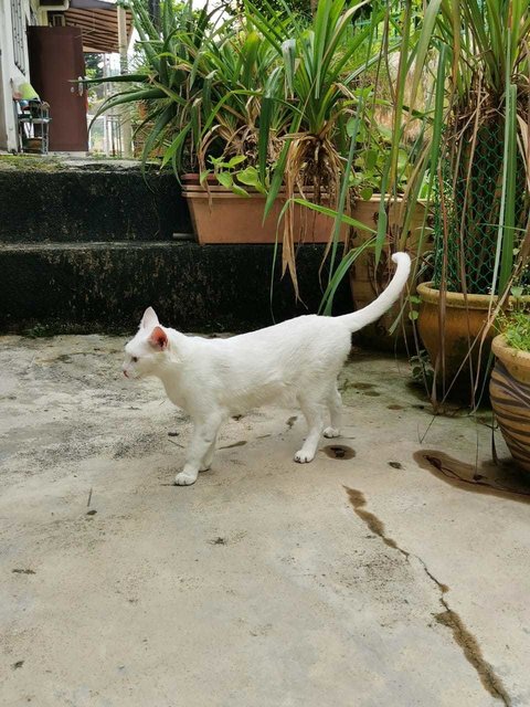 Puteh - Domestic Short Hair Cat