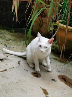 Puteh - Domestic Short Hair Cat