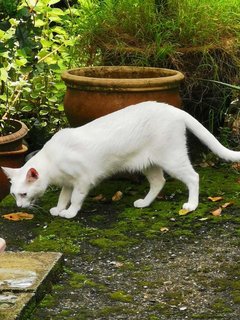 Puteh - Domestic Short Hair Cat