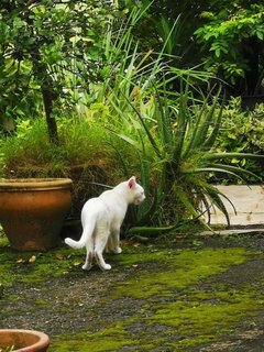 Puteh - Domestic Short Hair Cat