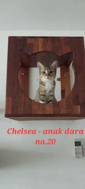 Chelsea - Domestic Short Hair Cat