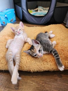 Bernadette (ginger) and Penny (torbie)