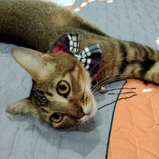 Milady - Bengal + Domestic Short Hair Cat