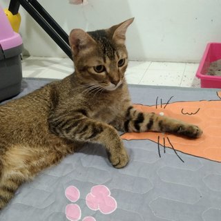 Milady - Bengal + Domestic Short Hair Cat