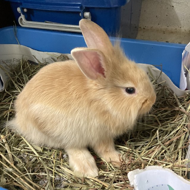 Baby Bunny For Adoption - Bunny Rabbit Rabbit