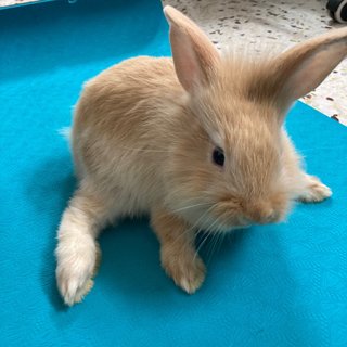 Baby Bunny For Adoption - Bunny Rabbit Rabbit