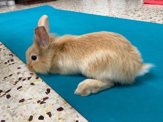 Baby Bunny For Adoption - Bunny Rabbit Rabbit