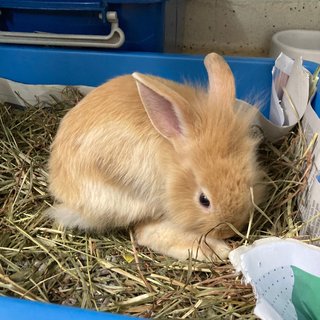 Baby Bunny For Adoption - Bunny Rabbit Rabbit