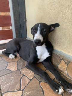 Oreo - Mixed Breed Dog