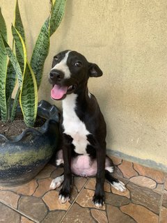 Oreo - Mixed Breed Dog