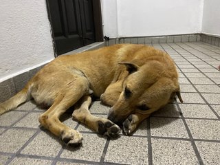 Anzen - Mixed Breed Dog