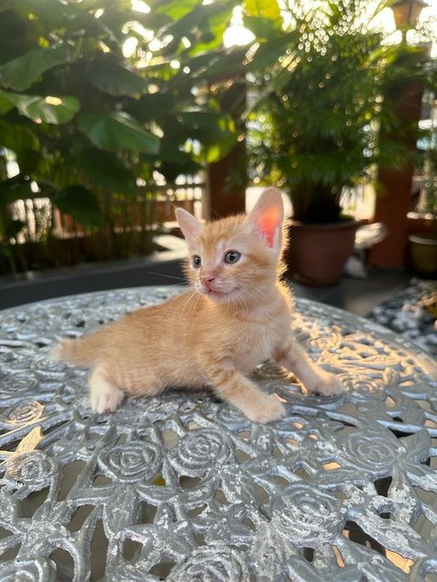 Toby - The Ginger Boy - Domestic Medium Hair + Tabby Cat