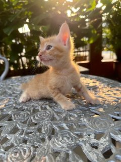 Toby - The Ginger Boy - Domestic Medium Hair + Tabby Cat