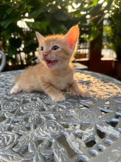 Toby - The Ginger Boy - Domestic Medium Hair + Tabby Cat