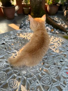 Toby - The Ginger Boy - Domestic Medium Hair + Tabby Cat