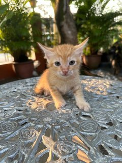 Toby - The Ginger Boy - Domestic Medium Hair + Tabby Cat