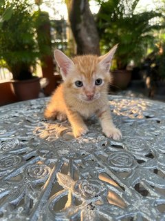 Toby - The Ginger Boy - Domestic Medium Hair + Tabby Cat