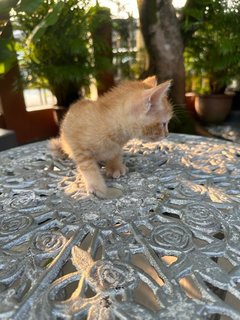 Toby - The Ginger Boy - Domestic Medium Hair + Tabby Cat