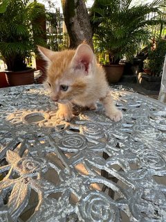 Toby - The Ginger Boy - Domestic Medium Hair + Tabby Cat