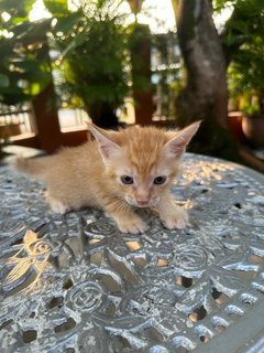 Toby - The Ginger Boy - Domestic Medium Hair + Tabby Cat