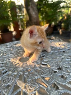 Toby - The Ginger Boy - Domestic Medium Hair + Tabby Cat