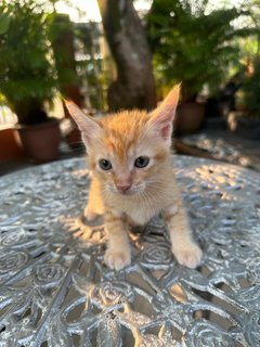 Toby - The Ginger Boy - Domestic Medium Hair + Tabby Cat