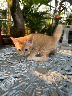 Toby - The Ginger Boy - Domestic Medium Hair + Tabby Cat