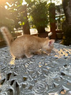 Toby - The Ginger Boy - Domestic Medium Hair + Tabby Cat