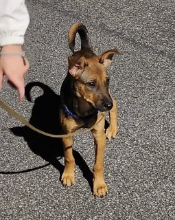 Charcoal  - Mixed Breed Dog