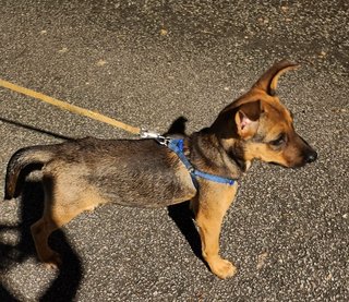 Charcoal  - Mixed Breed Dog