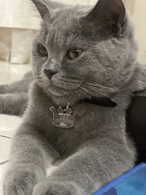 Leo - British Shorthair + Scottish Fold Cat