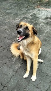 Gemuk Aka Fatty - Mixed Breed Dog