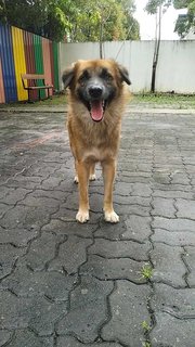 Gemuk Aka Fatty - Mixed Breed Dog