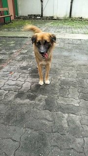 Gemuk Aka Fatty - Mixed Breed Dog