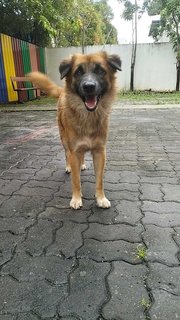 Gemuk Aka Fatty - Mixed Breed Dog