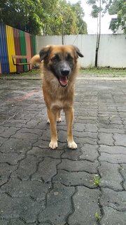 Gemuk Aka Fatty - Mixed Breed Dog