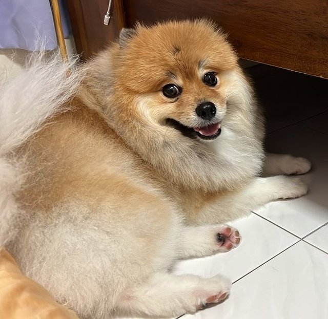 Puffy Chuah - Pomeranian Dog