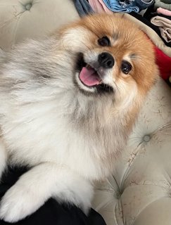 Puffy Chuah - Pomeranian Dog