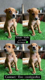 Rescue Dogs For Adoption  - Mixed Breed Dog