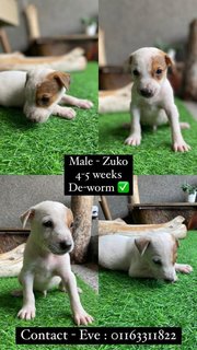 Rescue Dogs For Adoption  - Mixed Breed Dog