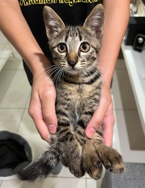 Kiwi - Tabby + Domestic Short Hair Cat