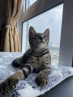 Kiwi - Tabby + Domestic Short Hair Cat